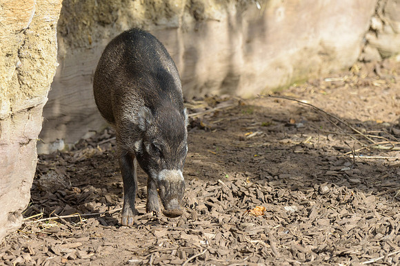 Visayan Warty Pig