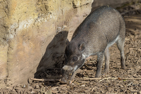 Visayan Warty Pig