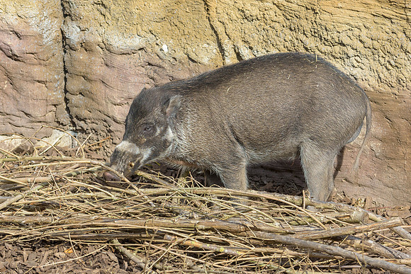 Visayan Warty Pig