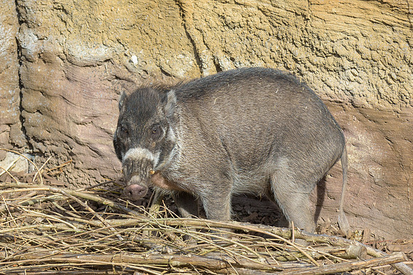 Visayan Warty Pig