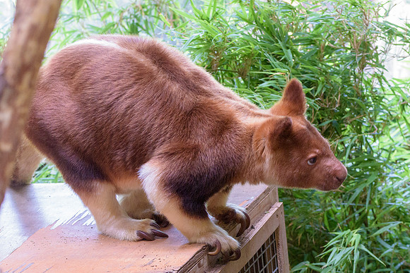 Goodfellow's Tree Kangaroo