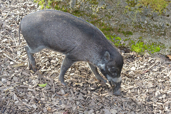 Visayan Warty Pig