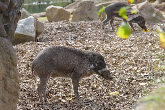 Visayan Warty Pig