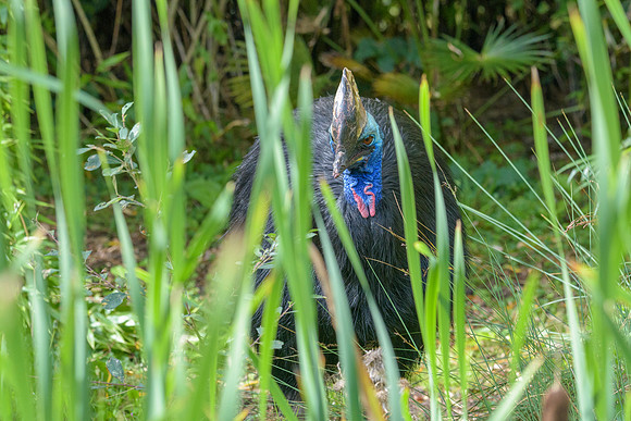 Southern Cassowary
