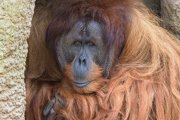 Sumatran Orangutan