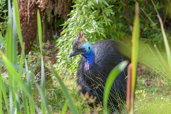 Southern Cassowary