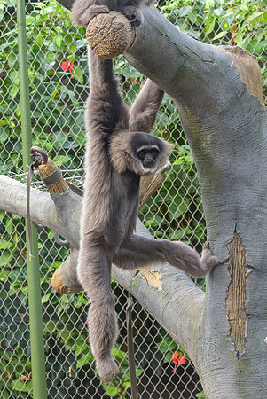 Silvery Gibbon