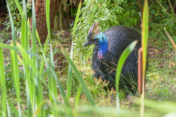 Southern Cassowary