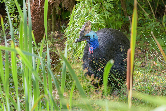 Southern Cassowary