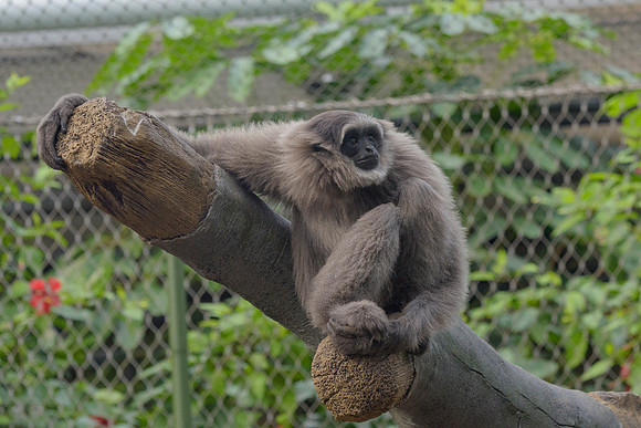 Silvery Gibbon