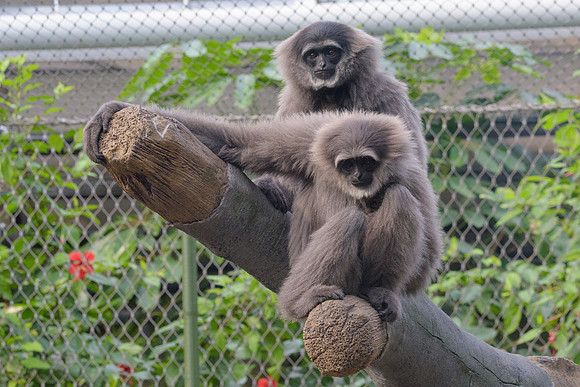 Silvery Gibbon
