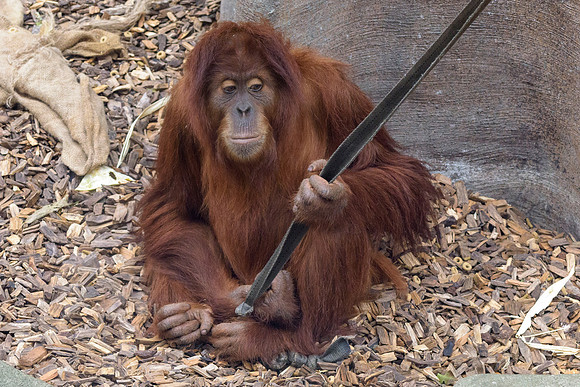 Sumatran Orangutan