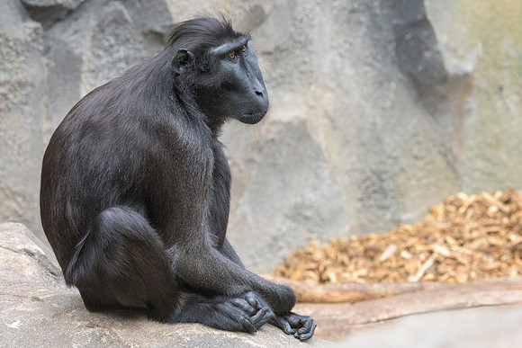 Sulawesi Crested Macaque
