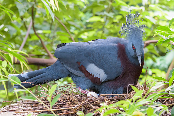 Victoria Crowned Pigeon