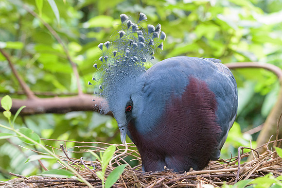 Victoria Crowned Pigeon