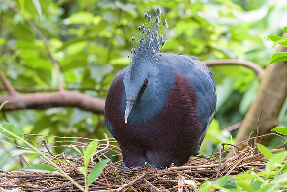 Victoria Crowned Pigeon