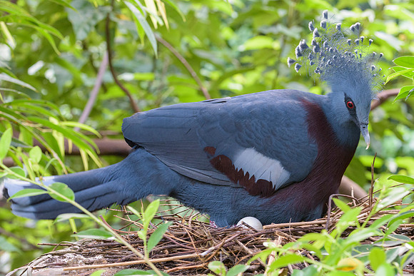 Victoria Crowned Pigeon
