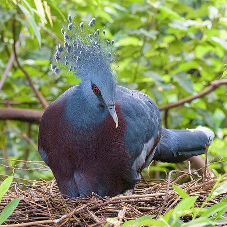 Victoria Crowned Pigeon