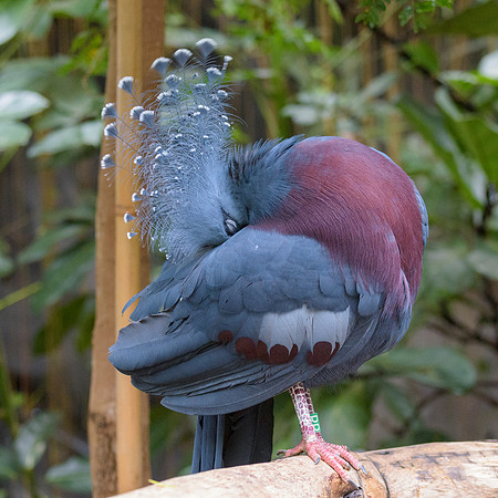 Victoria Crowned Pigeon