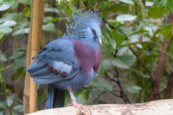 Victoria Crowned Pigeon