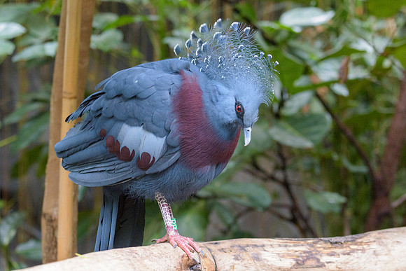 Victoria Crowned Pigeon