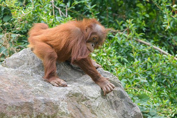 Sumatran Orangutan