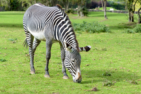 Grevy's Zebra