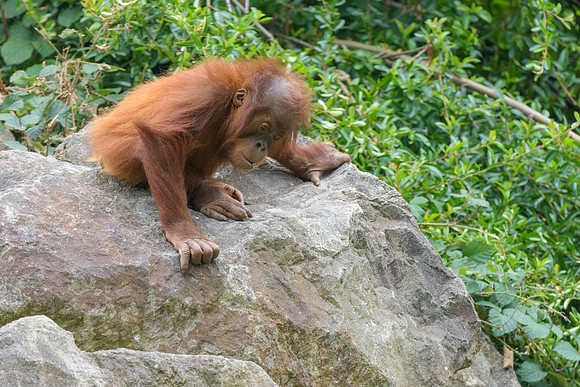 Sumatran Orangutan