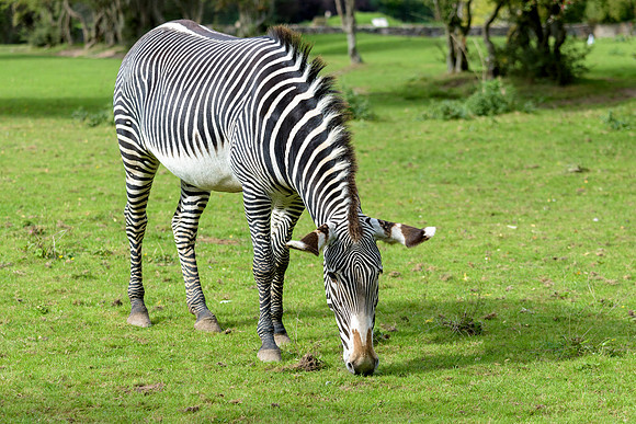 Grevy's Zebra