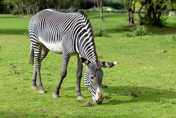 Grevy's Zebra