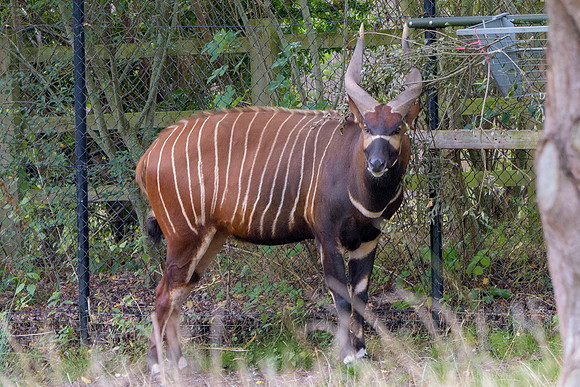 Eastern Bongo
