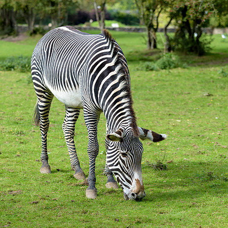 Grevy's Zebra