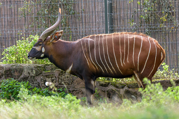 Eastern Bongo