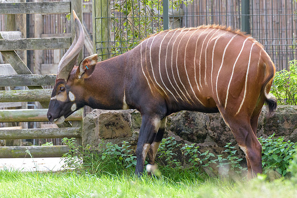 Eastern Bongo