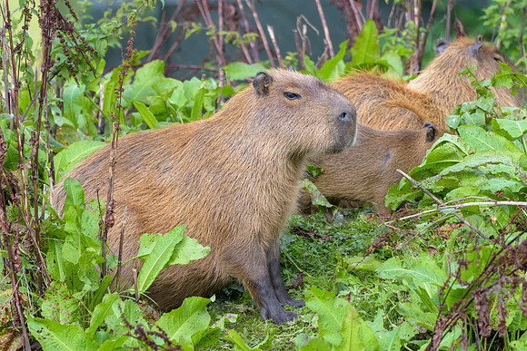Capybara