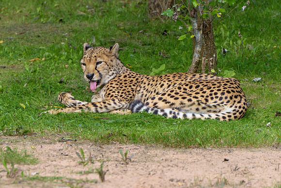 Cheetah