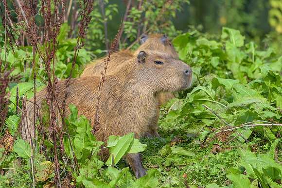 Capybara