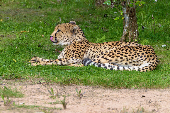 Cheetah