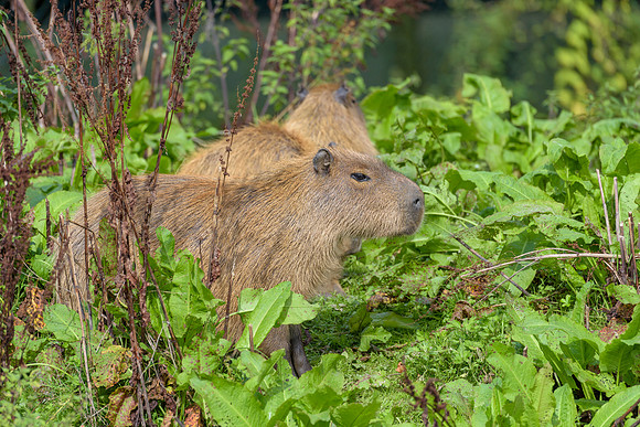 Capybara