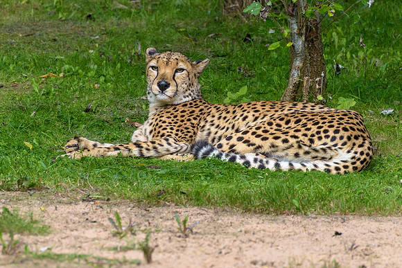 Cheetah