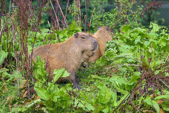 Capybara