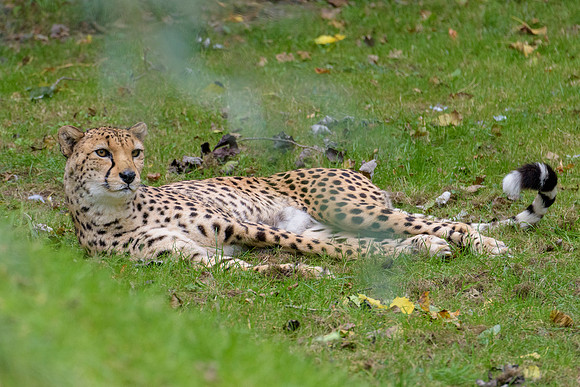 Cheetah