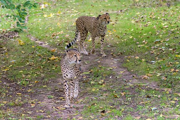 Cheetah