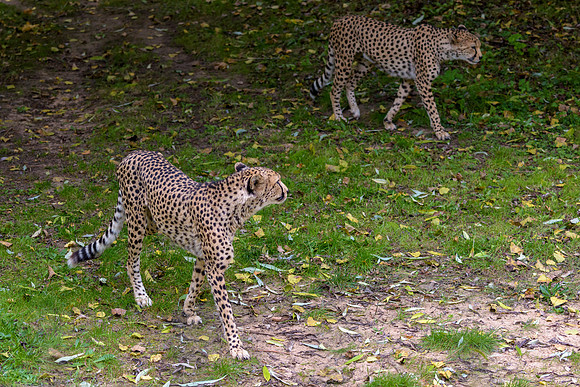 Cheetah