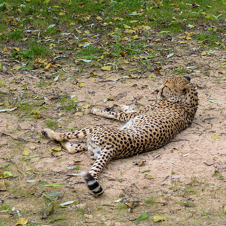 Cheetah
