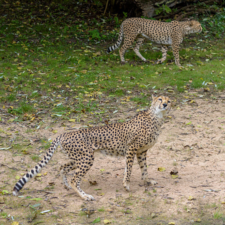 Cheetah