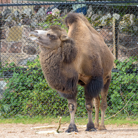 Bactrian Camel