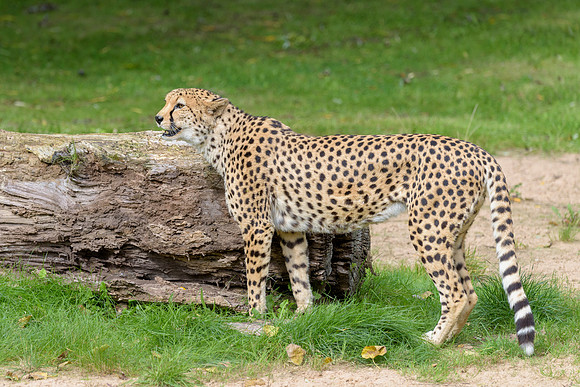 Cheetah