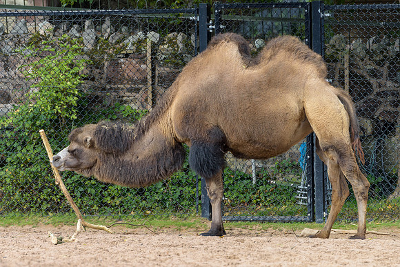 Bactrian Camel