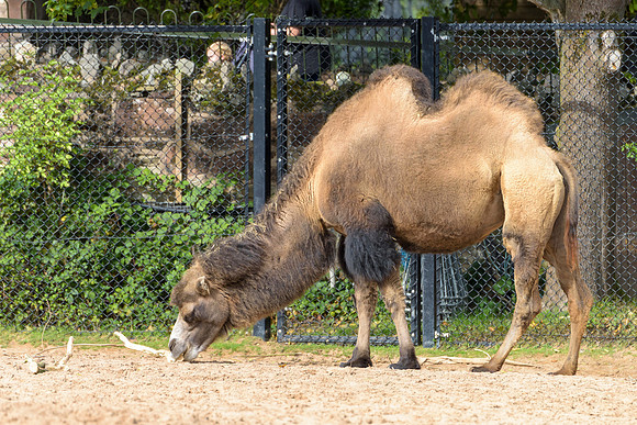 Bactrian Camel